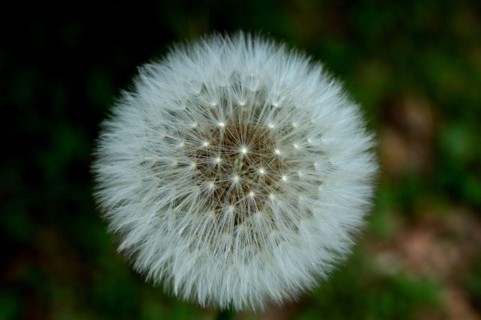 Canon EOS 100D (EOS Rebel SL1 / EOS Kiss X7) sample photo. Dandelions, flower, nature photography