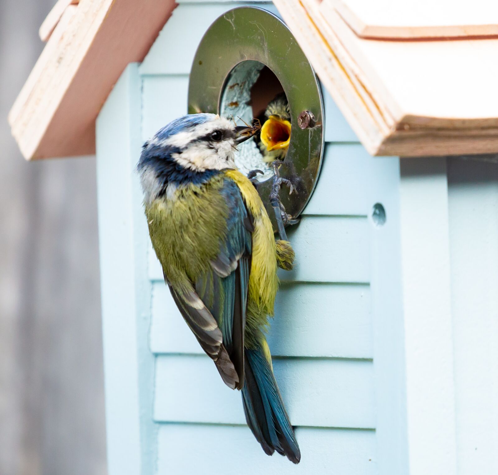 Canon EOS 5D Mark III sample photo. Feeding fledgling blue tit photography