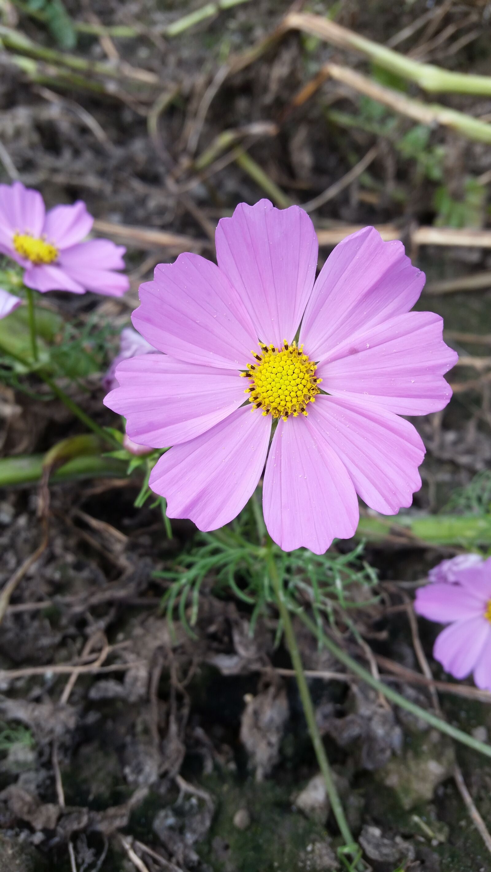Samsung Galaxy S5 sample photo. Flower, blossom, bloom photography