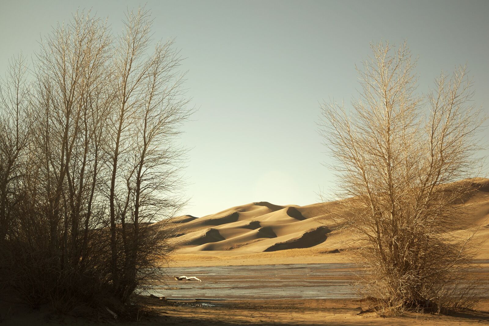 Canon EOS 5D sample photo. Desert, trees, nature photography
