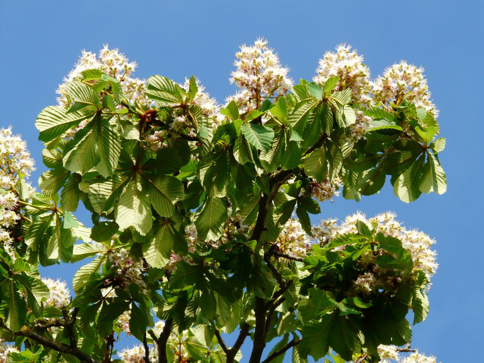 Panasonic DMC-FZ18 sample photo. Inflorescence, tree, leaves photography