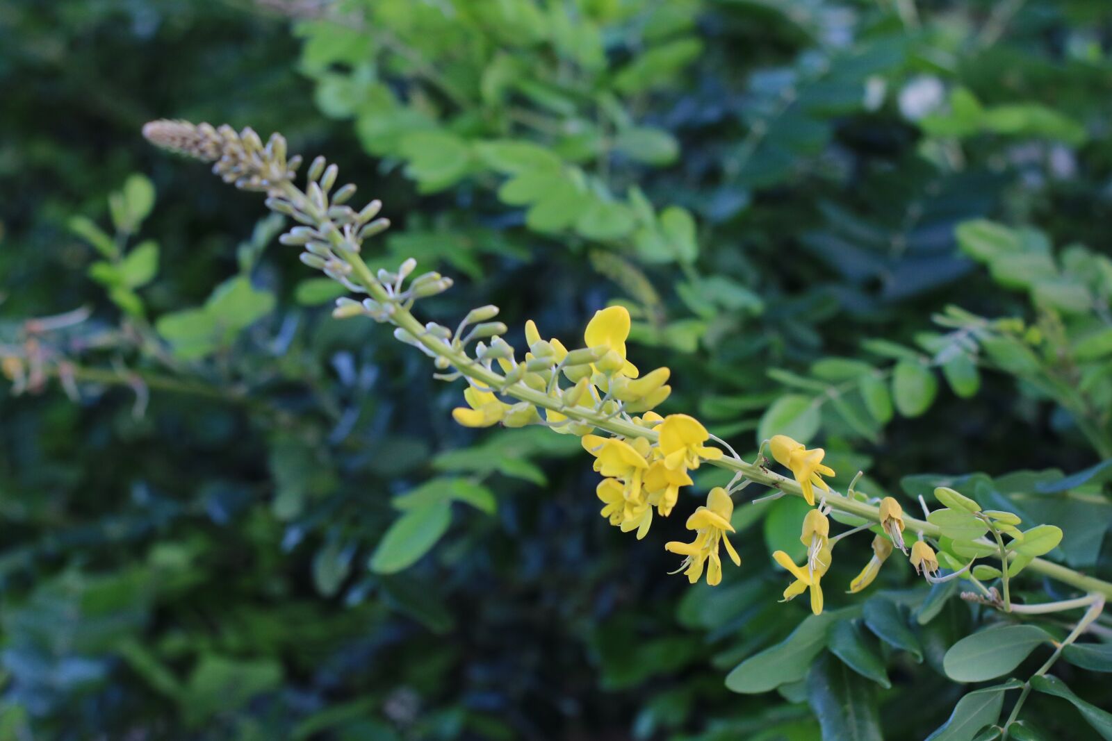 Canon EOS 750D (EOS Rebel T6i / EOS Kiss X8i) sample photo. Plant, nature, flower photography