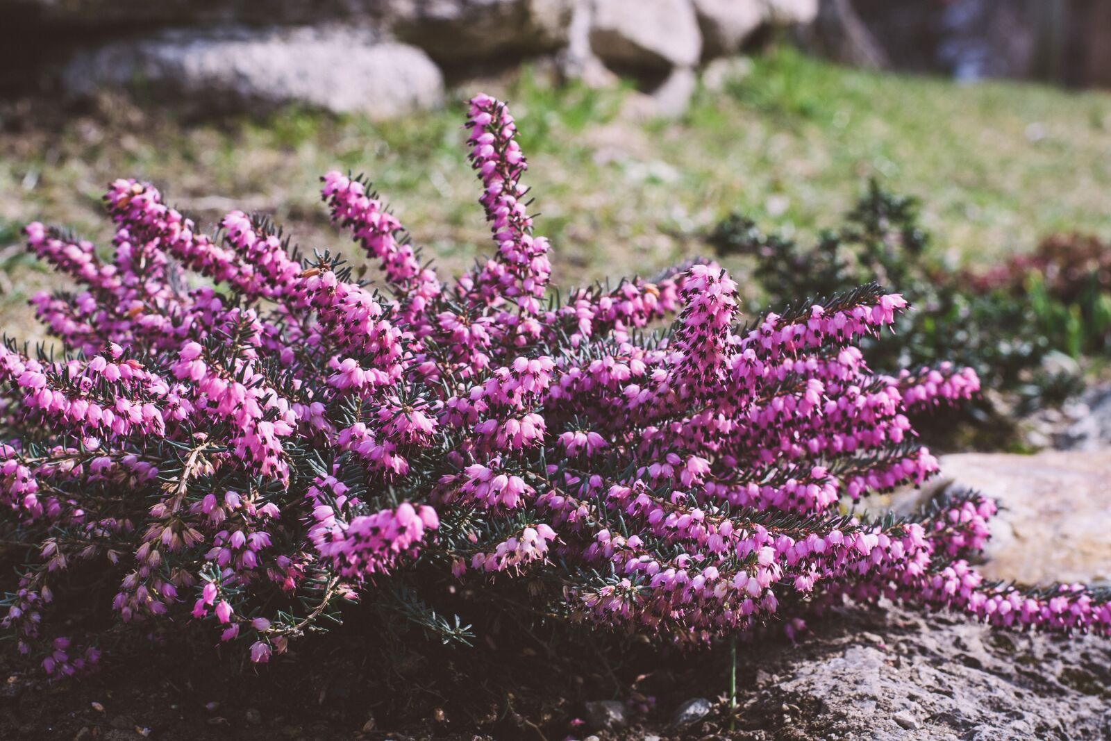 Nikon D7100 sample photo. Plant, flowers, purple photography