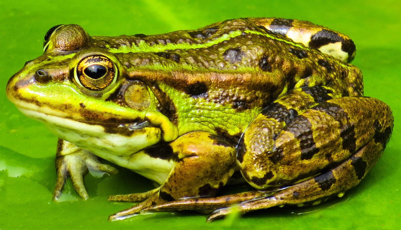 Canon PowerShot SX50 HS sample photo. Animal, frog, water photography