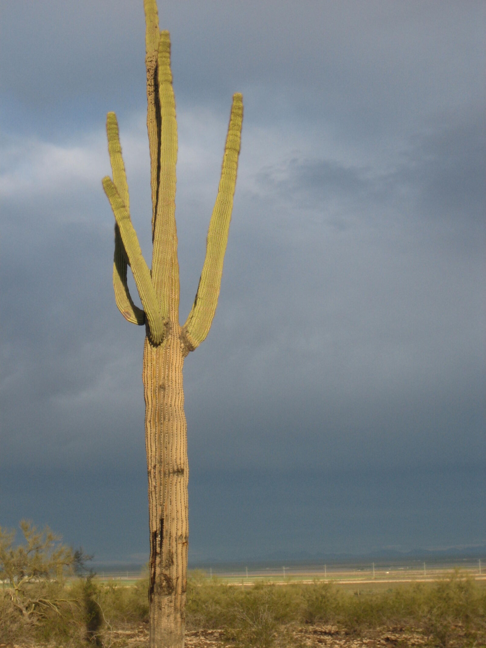 Canon POWERSHOT SD400 sample photo. Cactus, desert, desert, sky photography