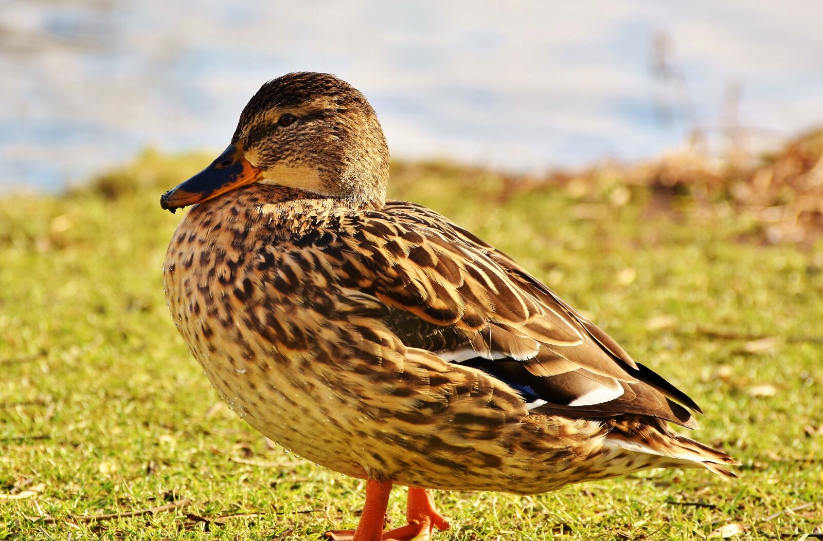 Nikon D7200 sample photo. Duck, mallard, water bird photography