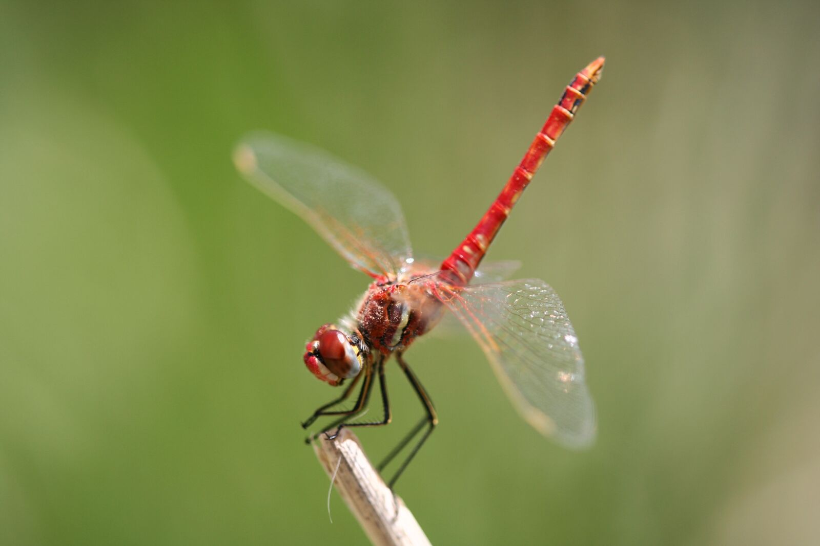 Canon EOS 350D (EOS Digital Rebel XT / EOS Kiss Digital N) sample photo. Fly, dragonfly, propeller photography
