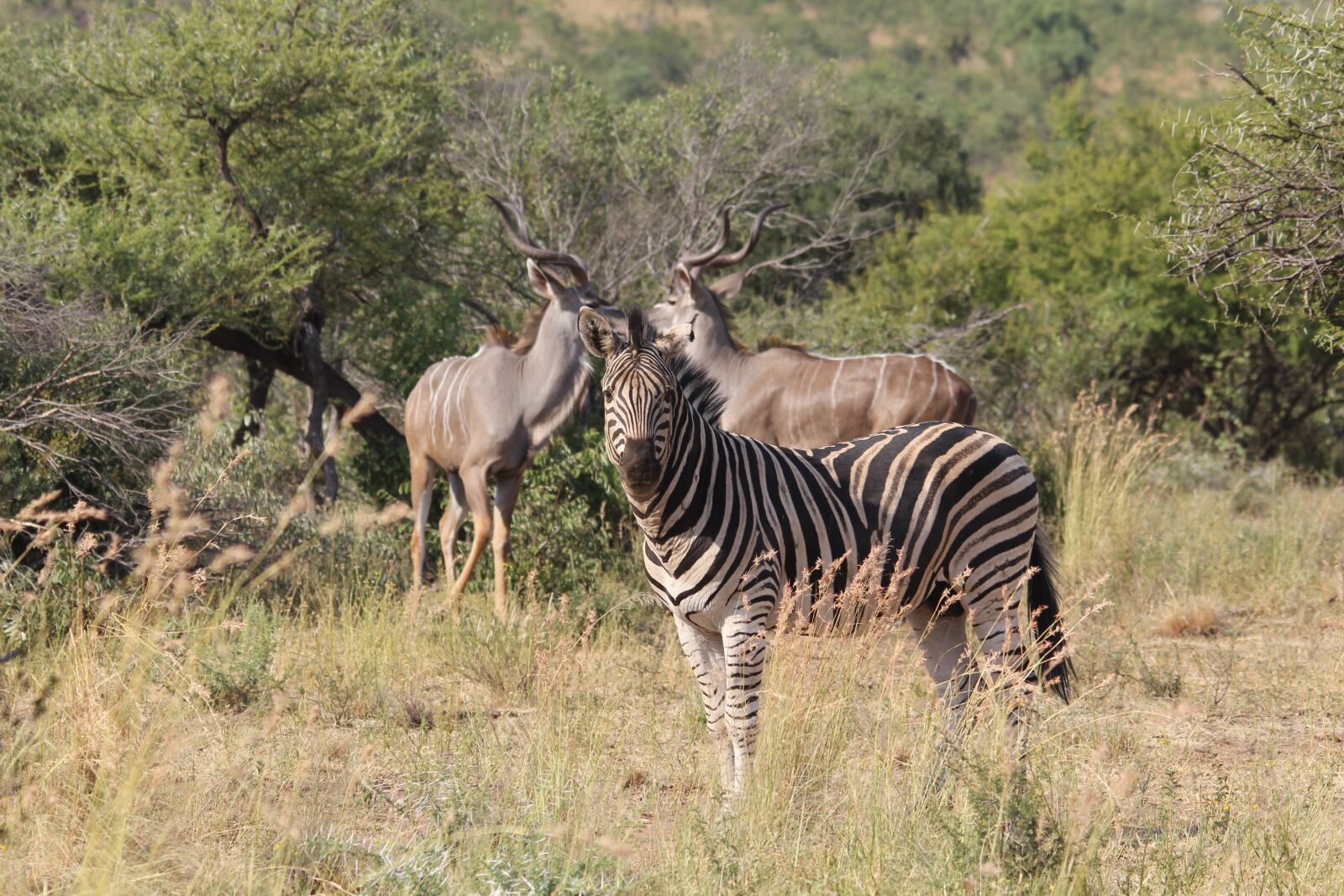 Canon EOS 60D sample photo. Zebra, kudu, horns photography