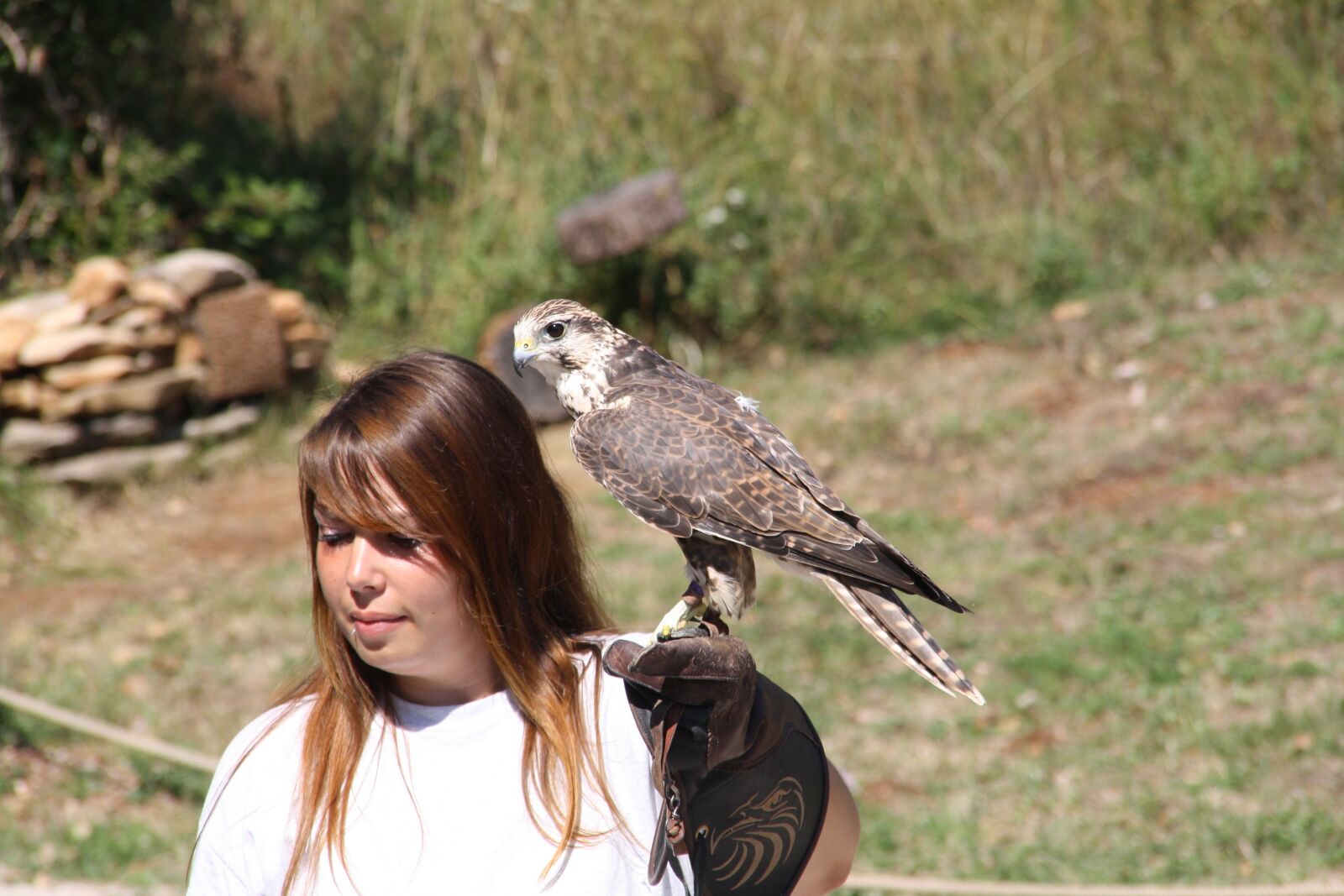 Canon EOS 1000D (EOS Digital Rebel XS / EOS Kiss F) sample photo. Raptors, falcon, bird photography