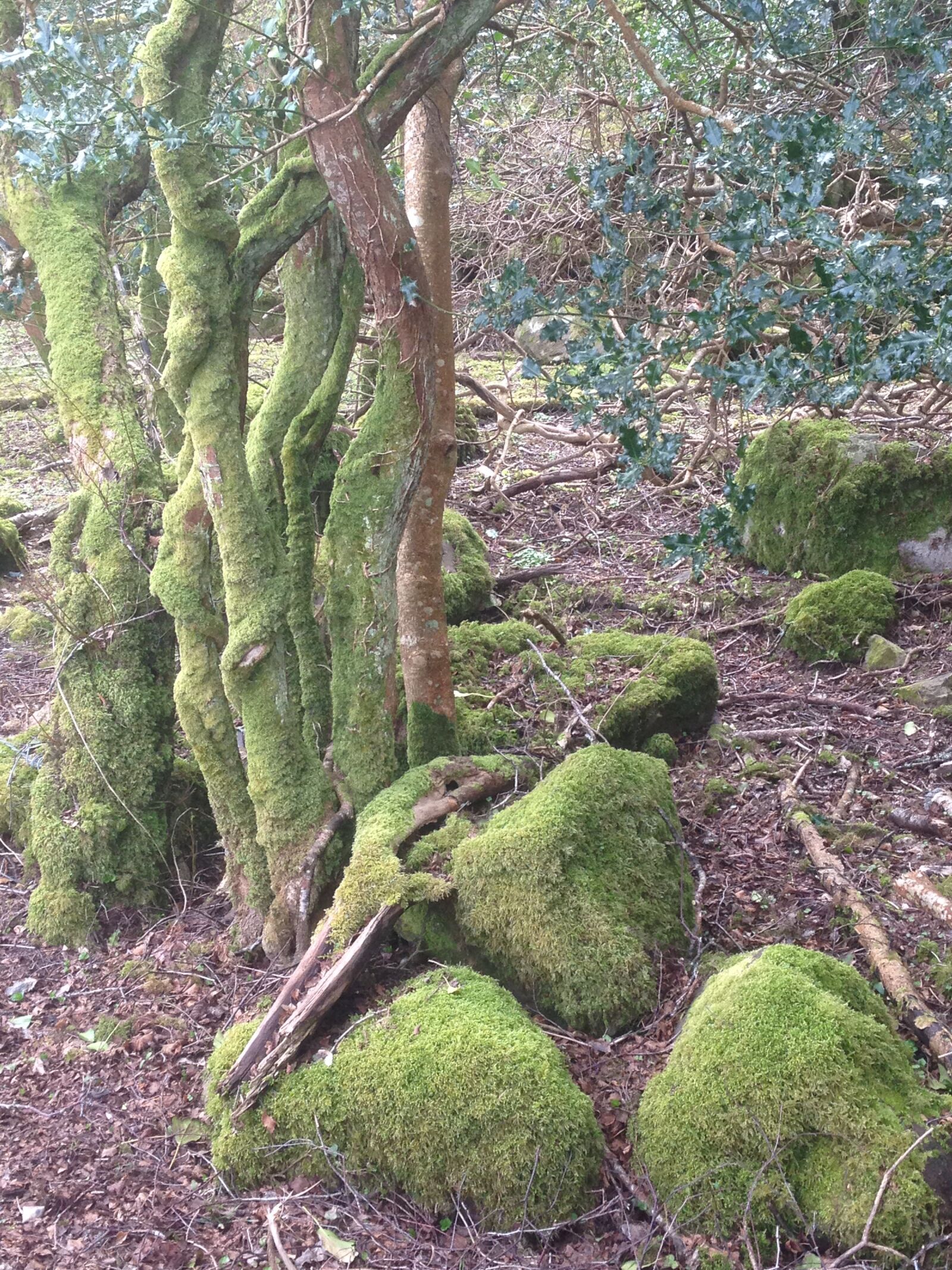 iPhone 5 back camera 4.12mm f/2.4 sample photo. Ireland, moss, overgrown photography