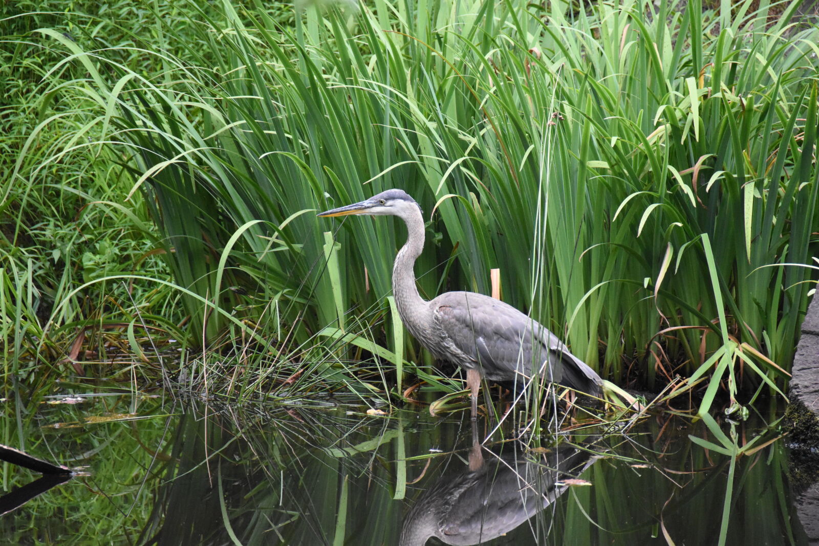 Nikon D5500 sample photo. Blue, heron photography