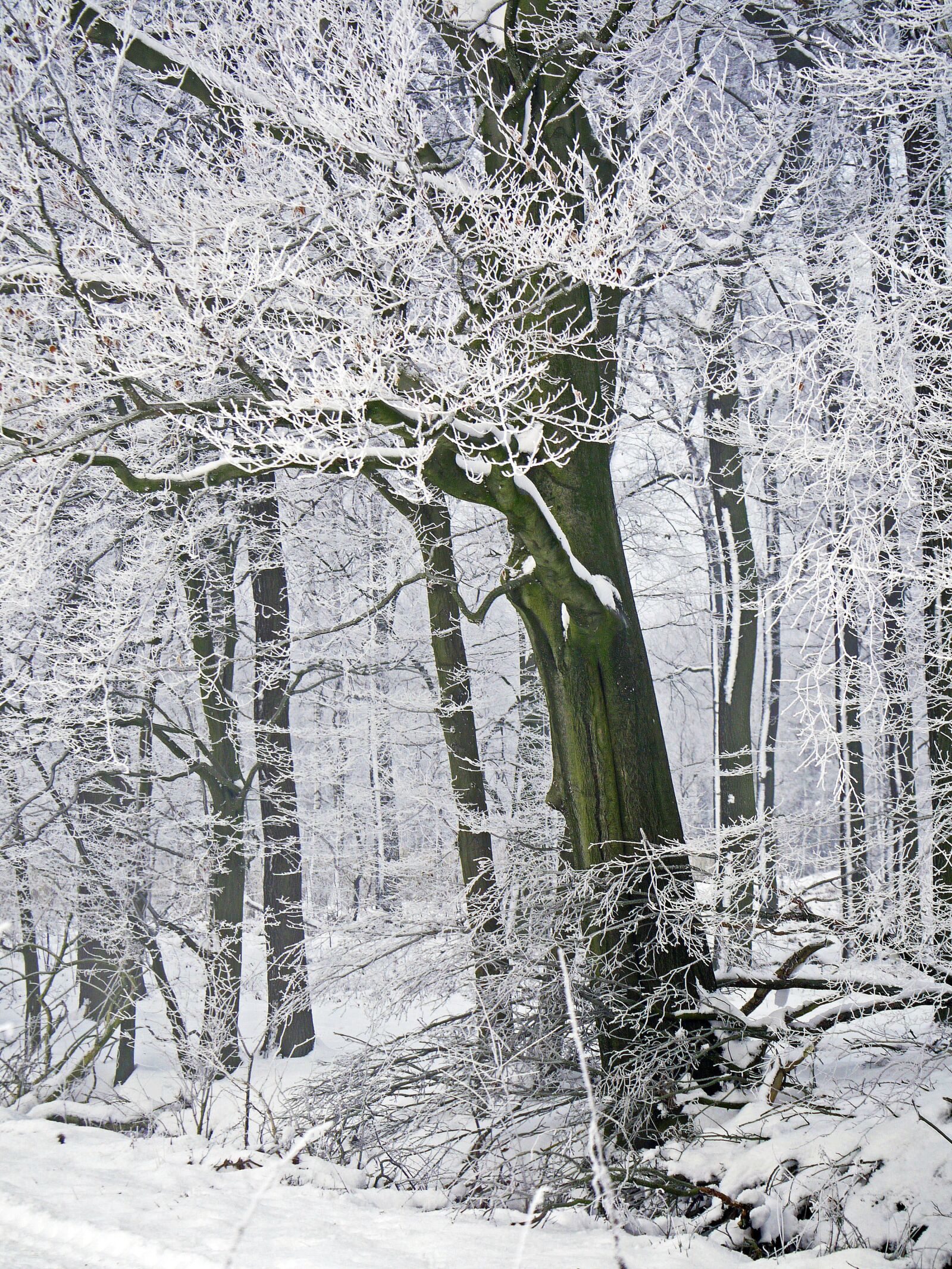 Panasonic Lumix DMC-G1 sample photo. Winter forest, new zealand photography