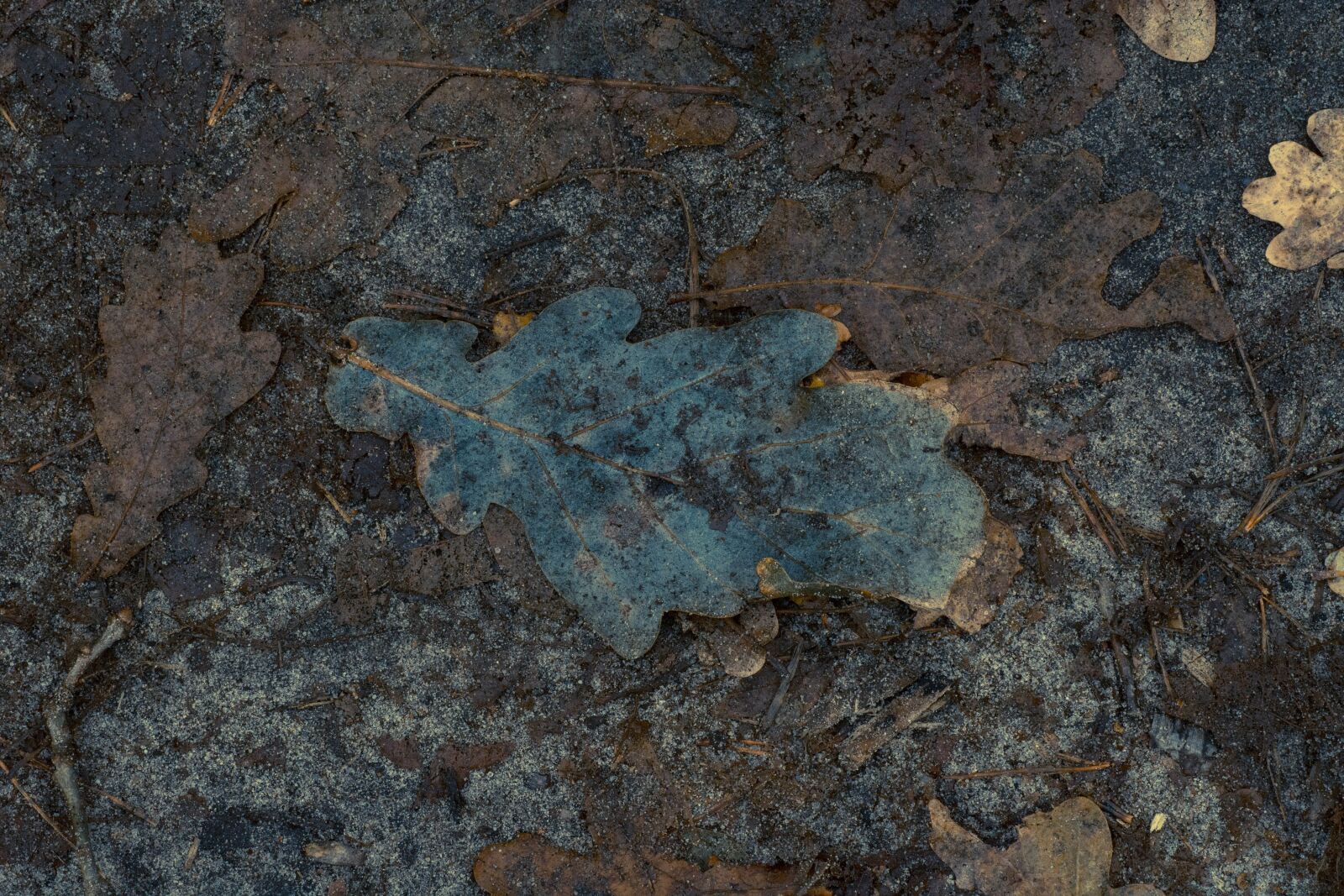 Nikon D7100 sample photo. Forest, leaf, foliage photography