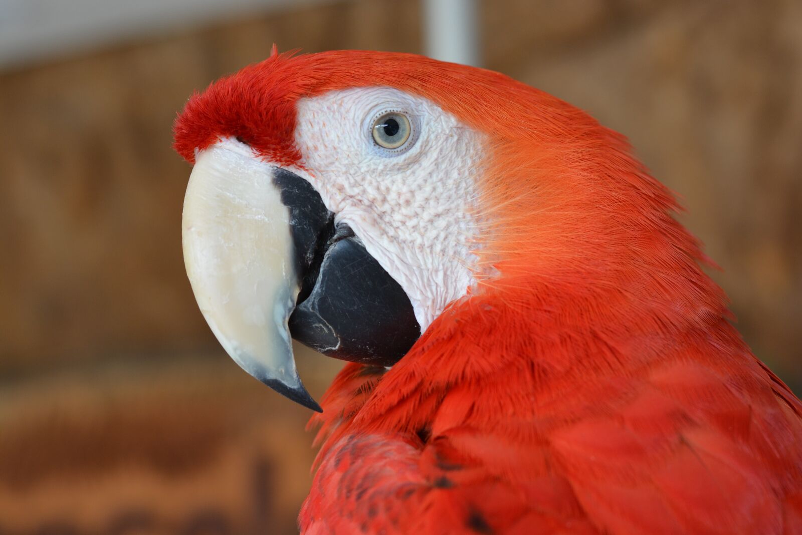 Nikon D7100 sample photo. The amazon rainforest, arara photography