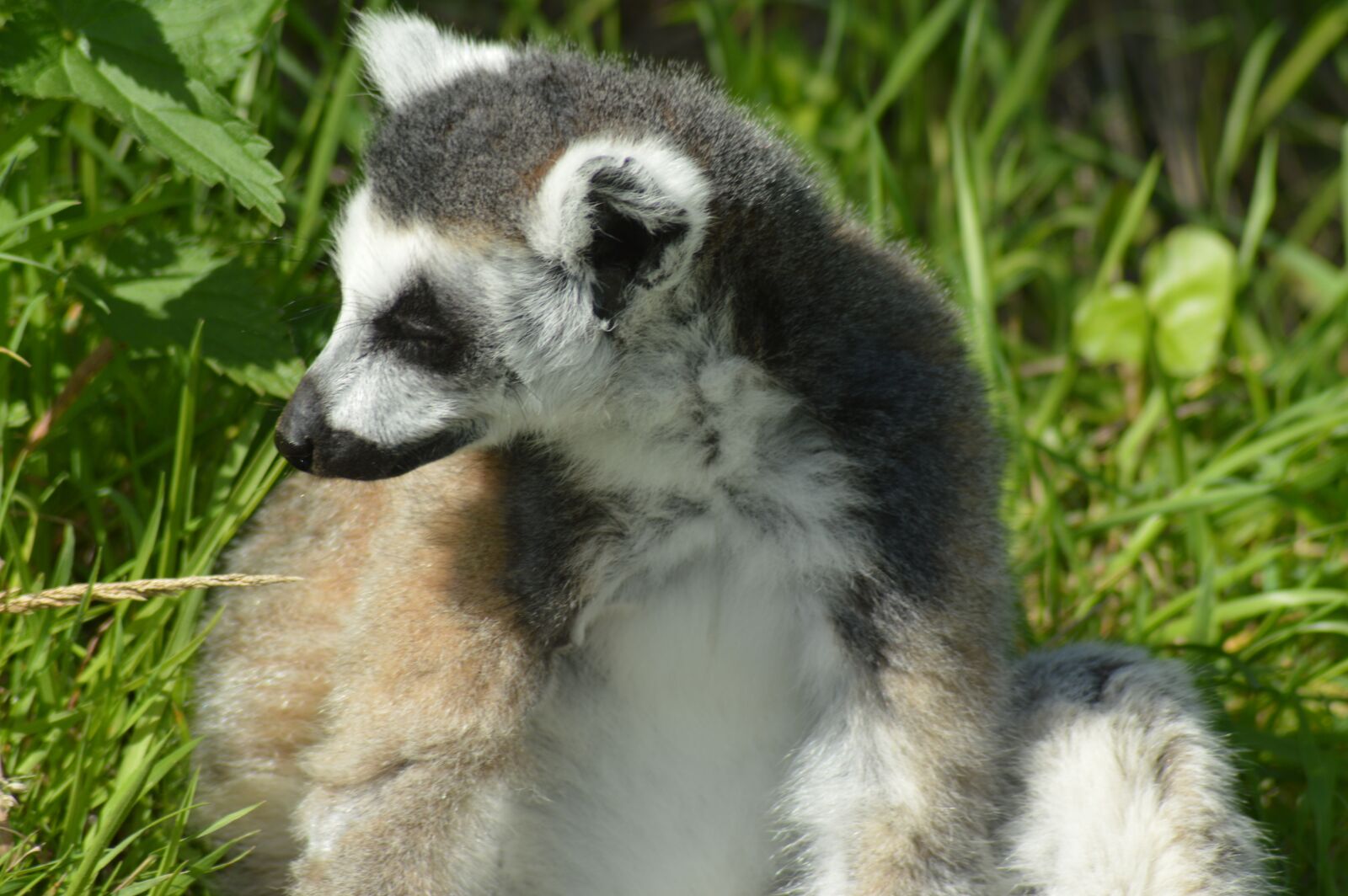 Nikon D3200 sample photo. Lemur, cute, zoo photography