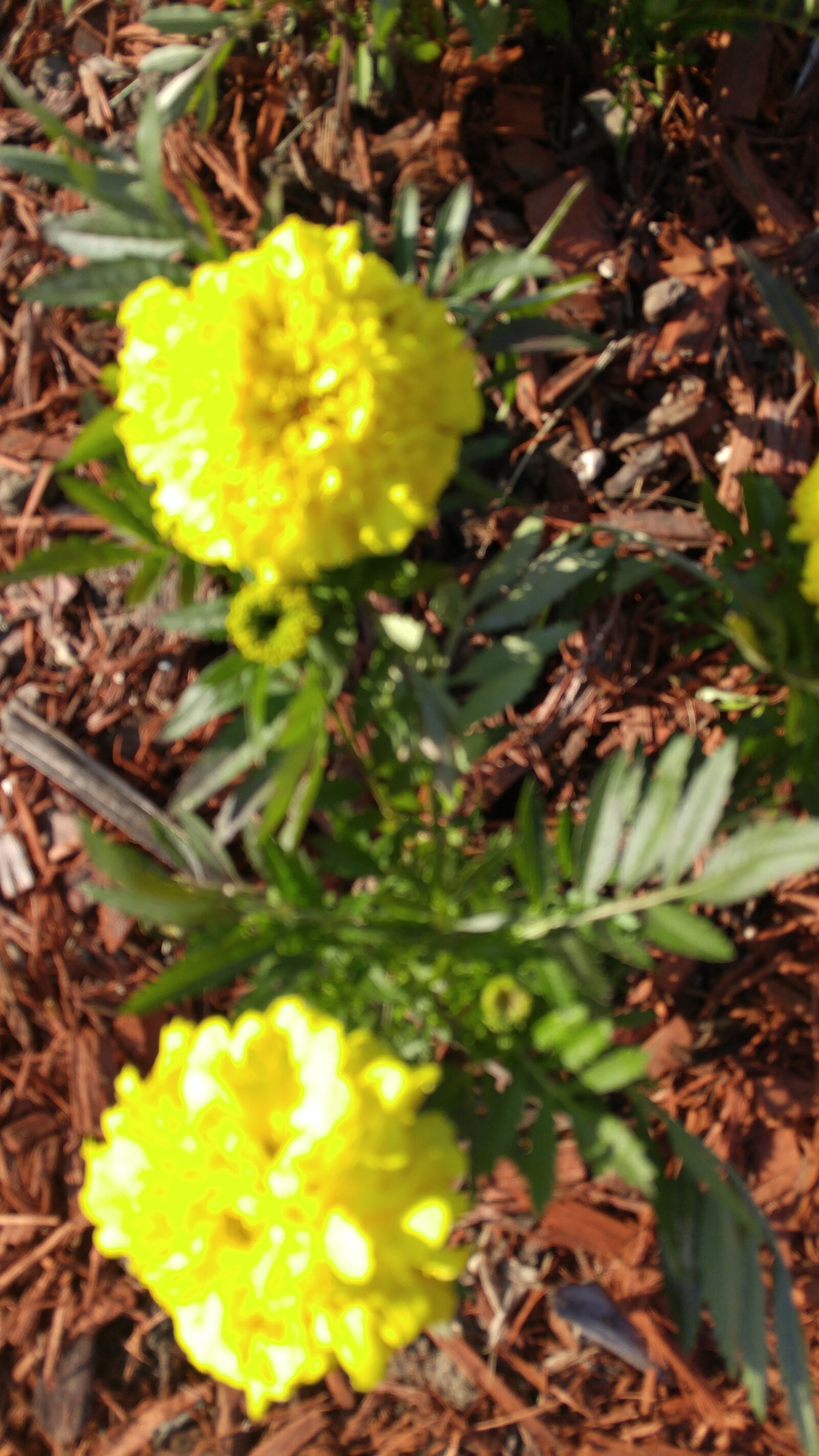 LG G4 sample photo