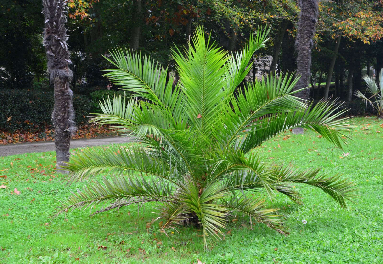 Nikon D5200 sample photo. Plant palm tree, palm photography