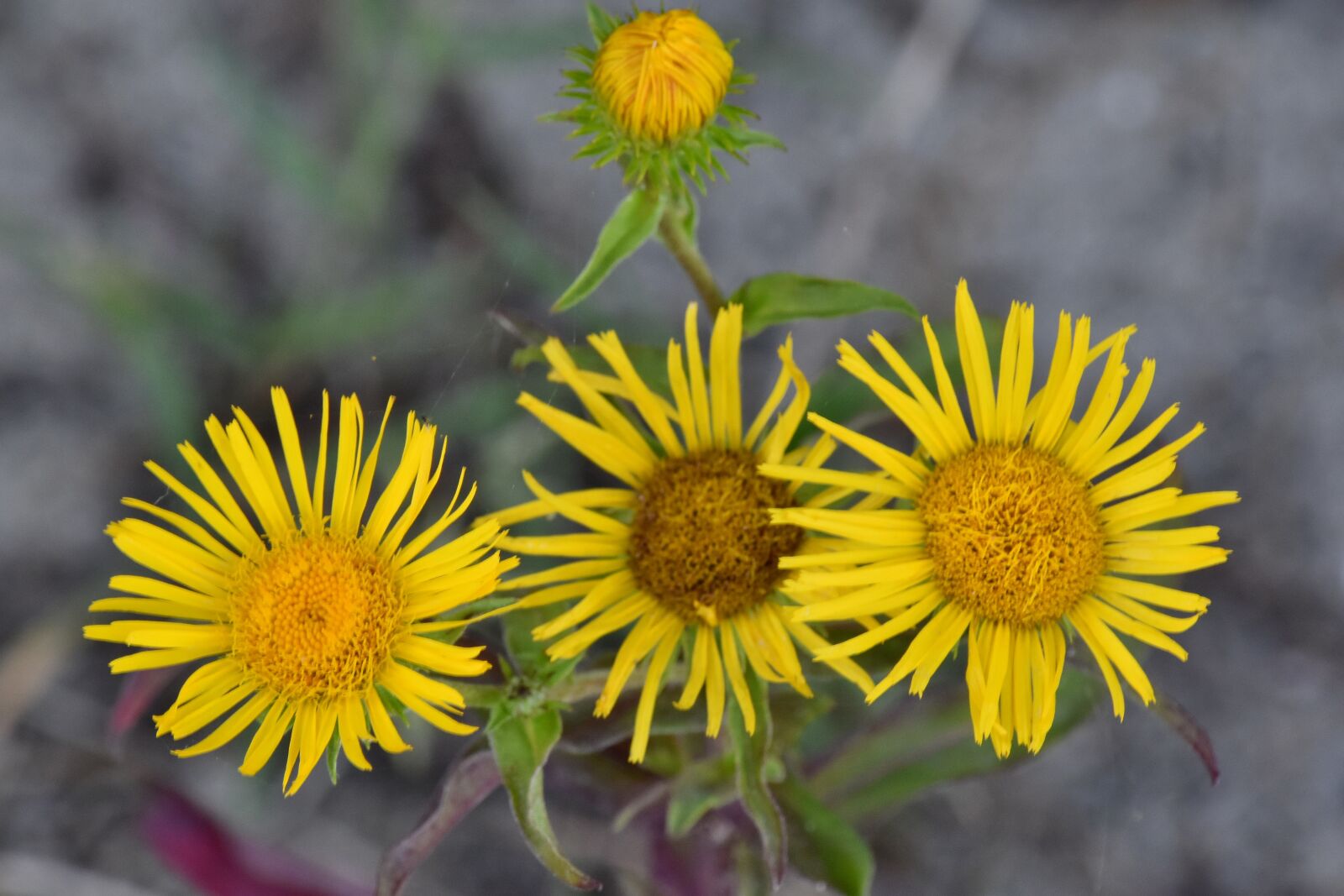 Nikon D5500 sample photo. Flower, yellowish brown, herb photography