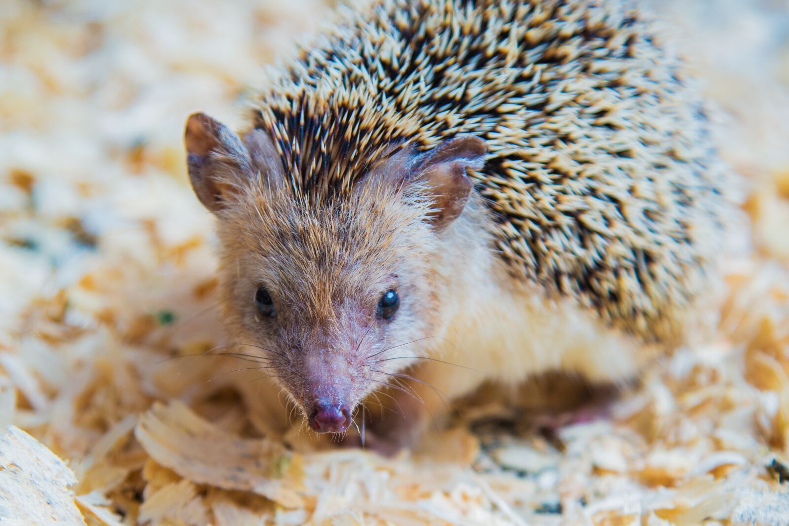 Canon EOS 5D Mark III sample photo. Hedgehog, animal, cute photography