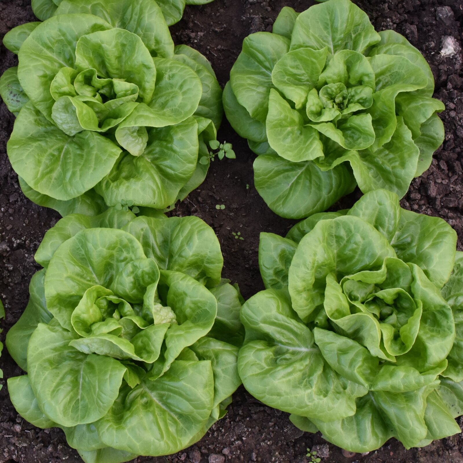 Nikon D7200 sample photo. Lettuce, vegetable, green photography