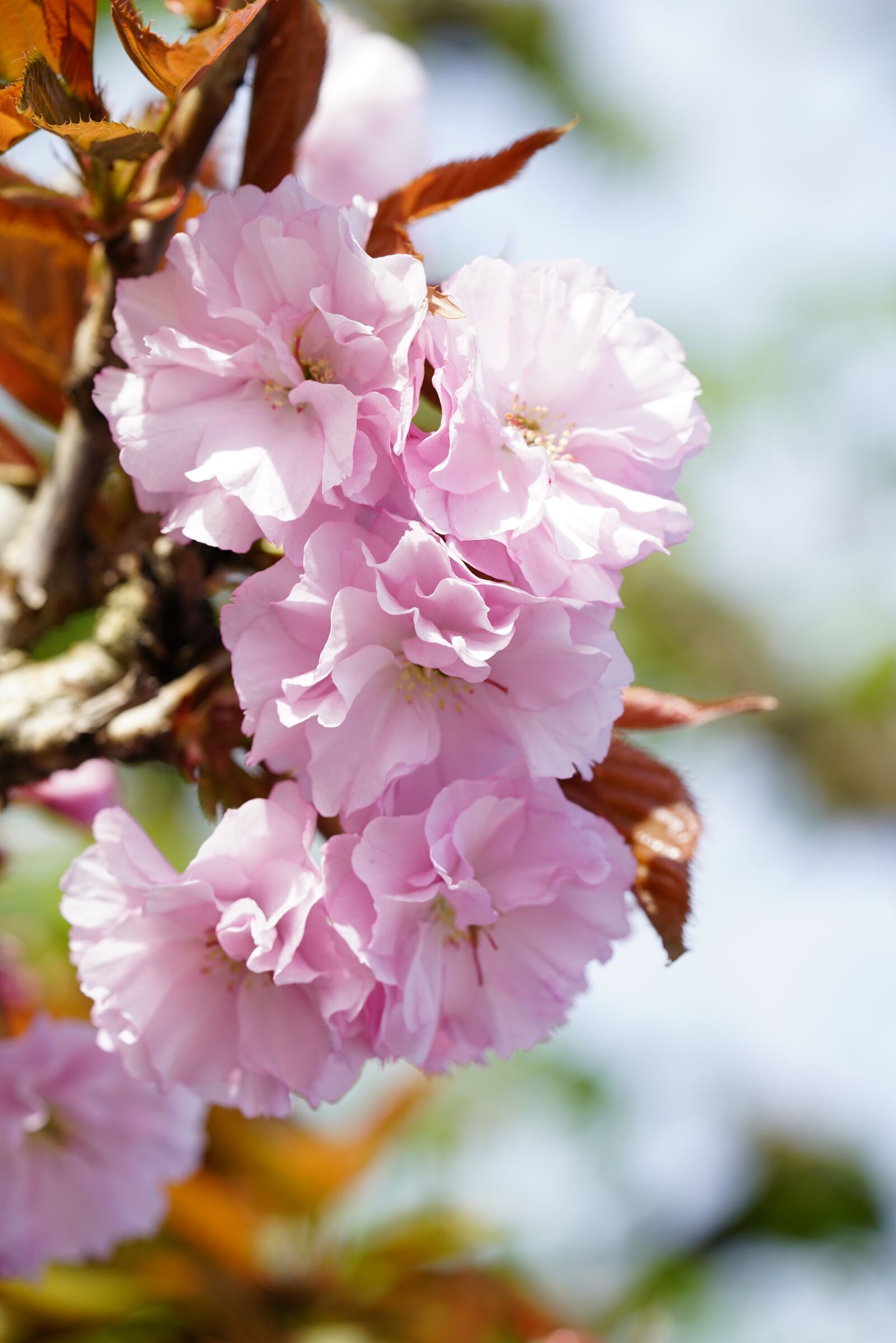 Sony a7R II + Sony FE 90mm F2.8 Macro G OSS sample photo. Flowers, japanese cherry trees photography