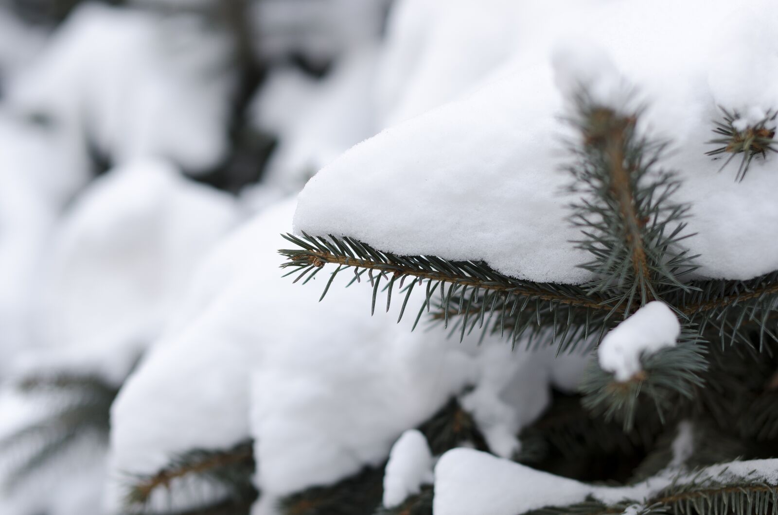 Nikon D7000 sample photo. Pine branches, the first photography