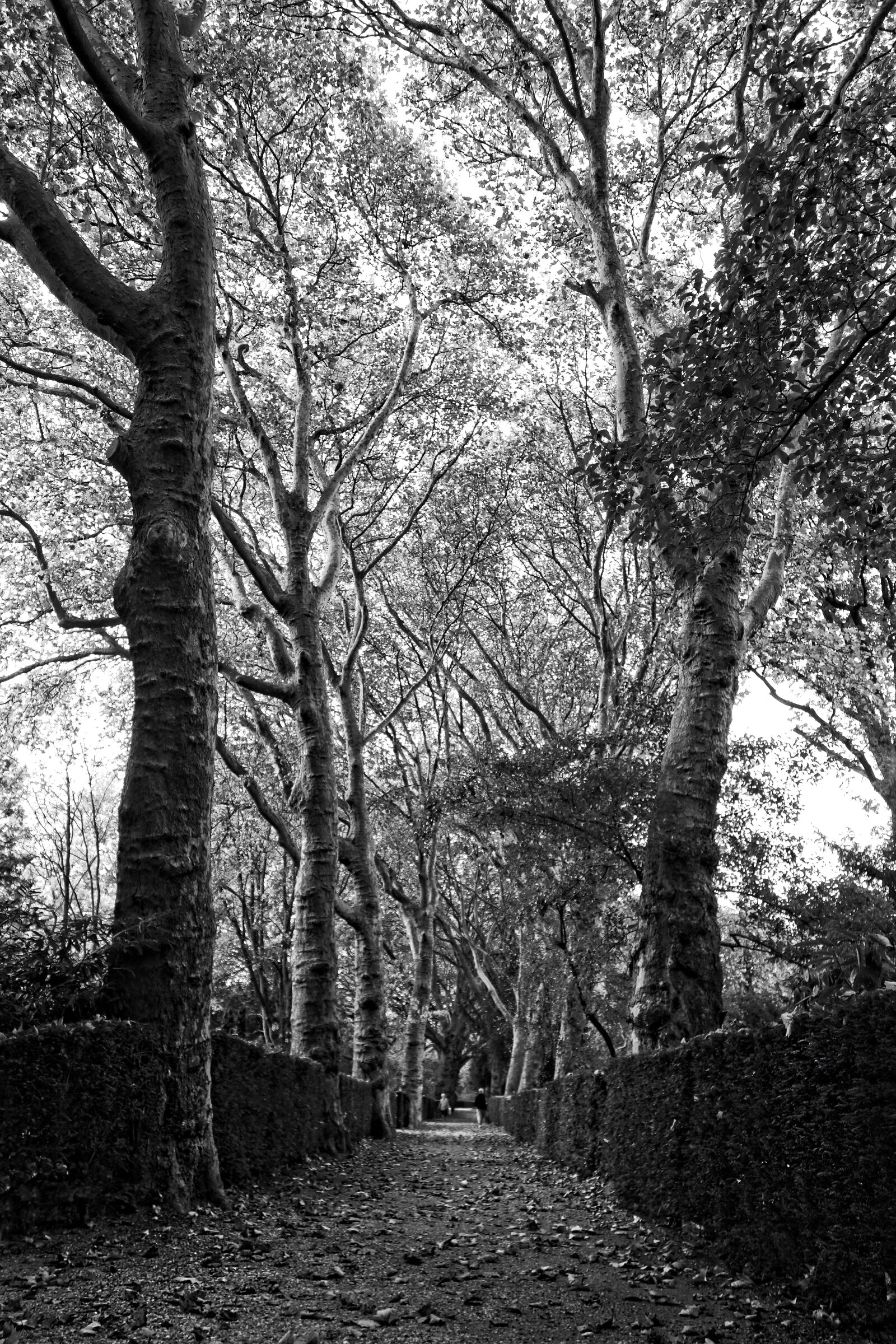 Sony Cyber-shot DSC-RX100 sample photo. Trees, lane, tree lined photography
