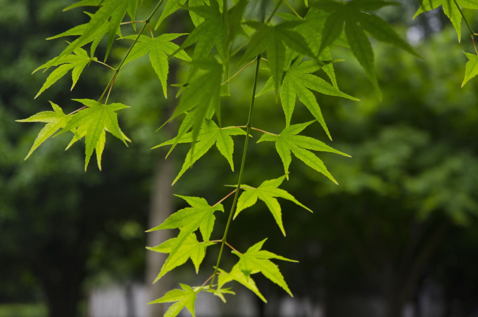 Nikon D7000 sample photo. Hangzhou, spring, maple photography