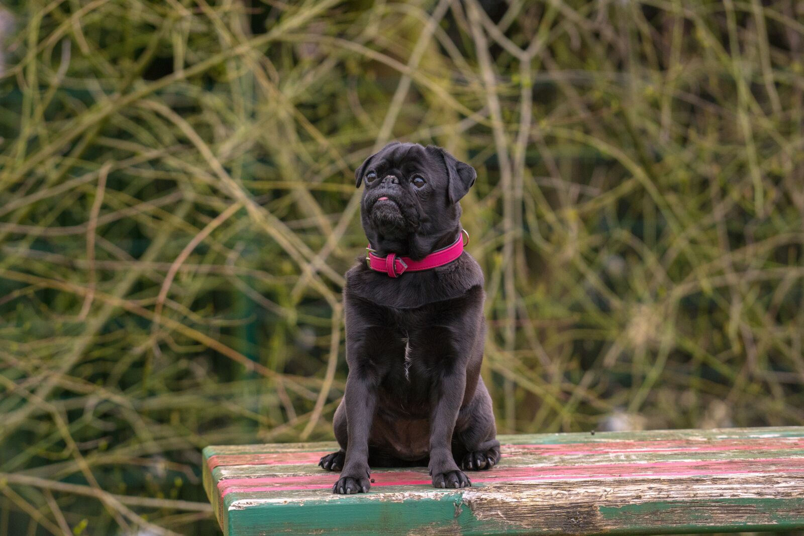 Sony a6300 + Sony FE 70-200mm F4 G OSS sample photo. Dog, out, pug photography