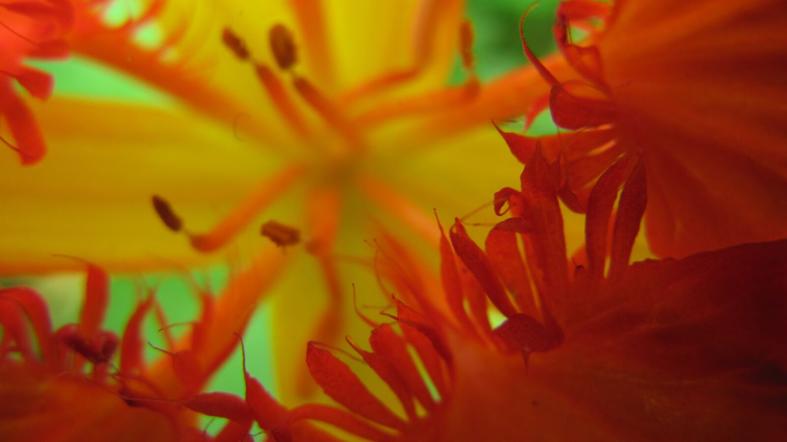 Canon PowerShot SX200 IS sample photo. Flower, petala, petals photography