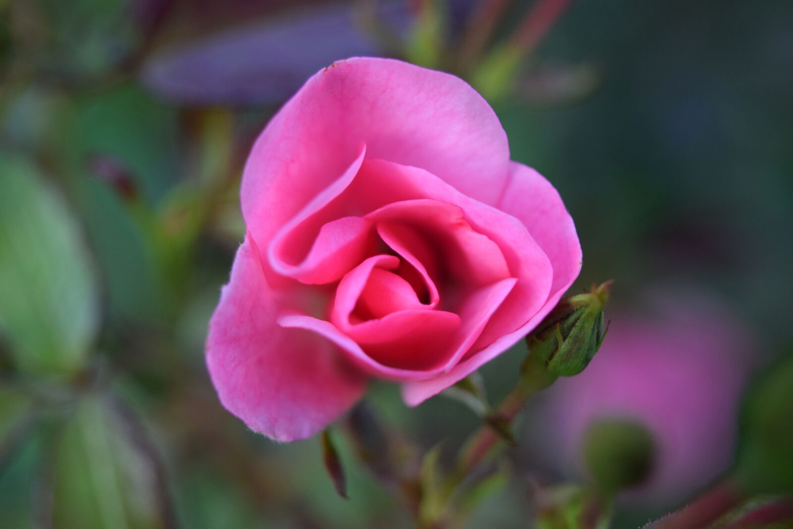 Nikon D5300 sample photo. Rose, pink, close up photography