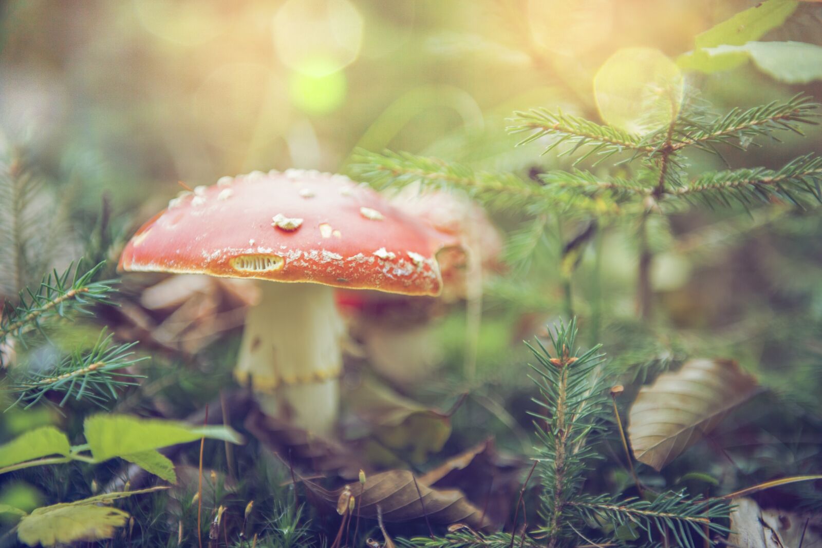 Nikon D750 sample photo. Forest, mushroom, nature photography