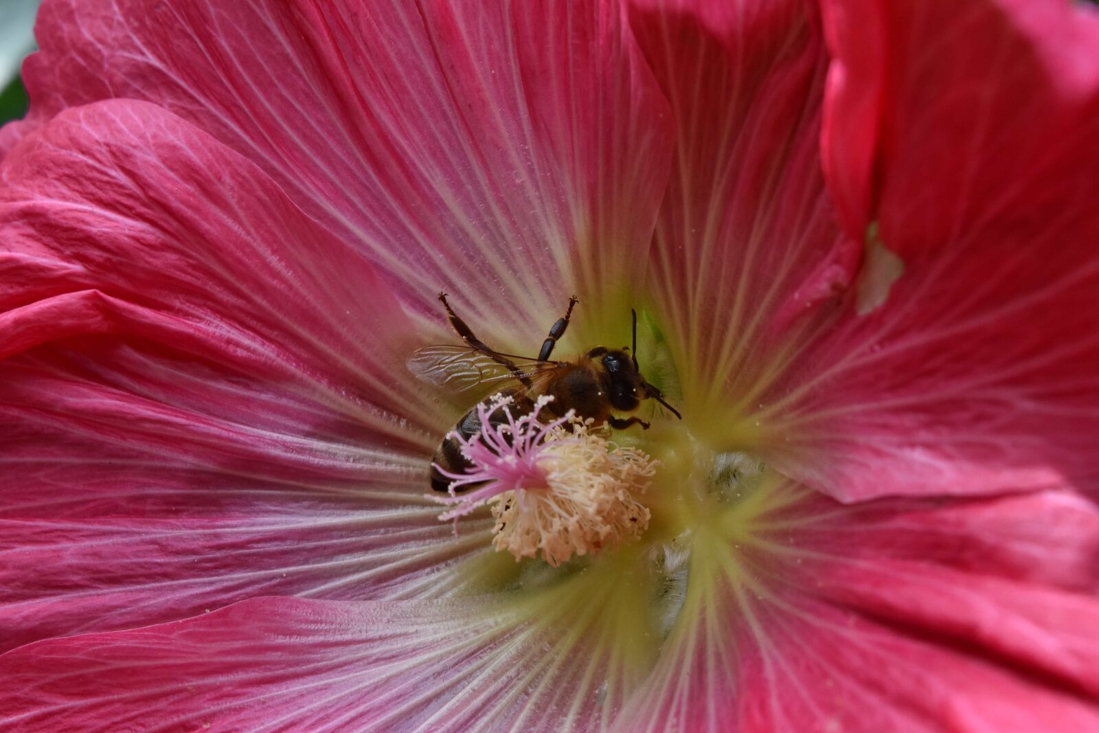 Nikon D5500 sample photo. Bee, detail, honeybee, nectar photography