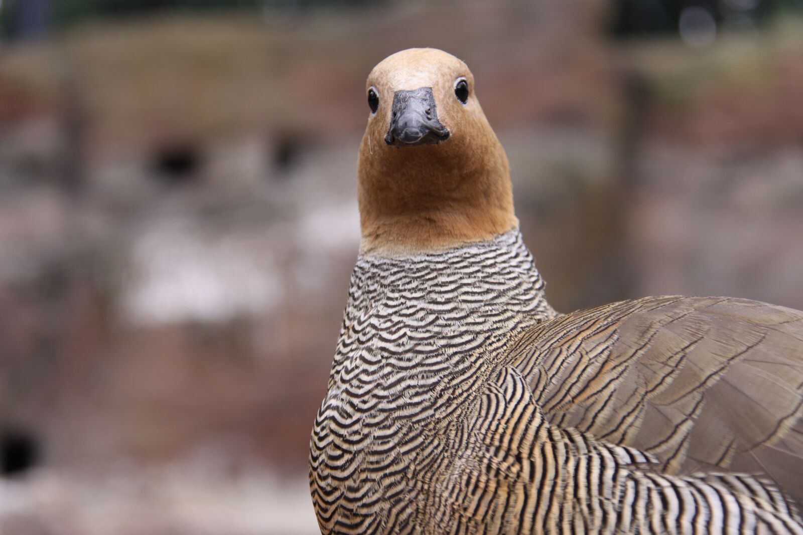 Canon EOS 50D sample photo. Rusty goose, goose, bird photography