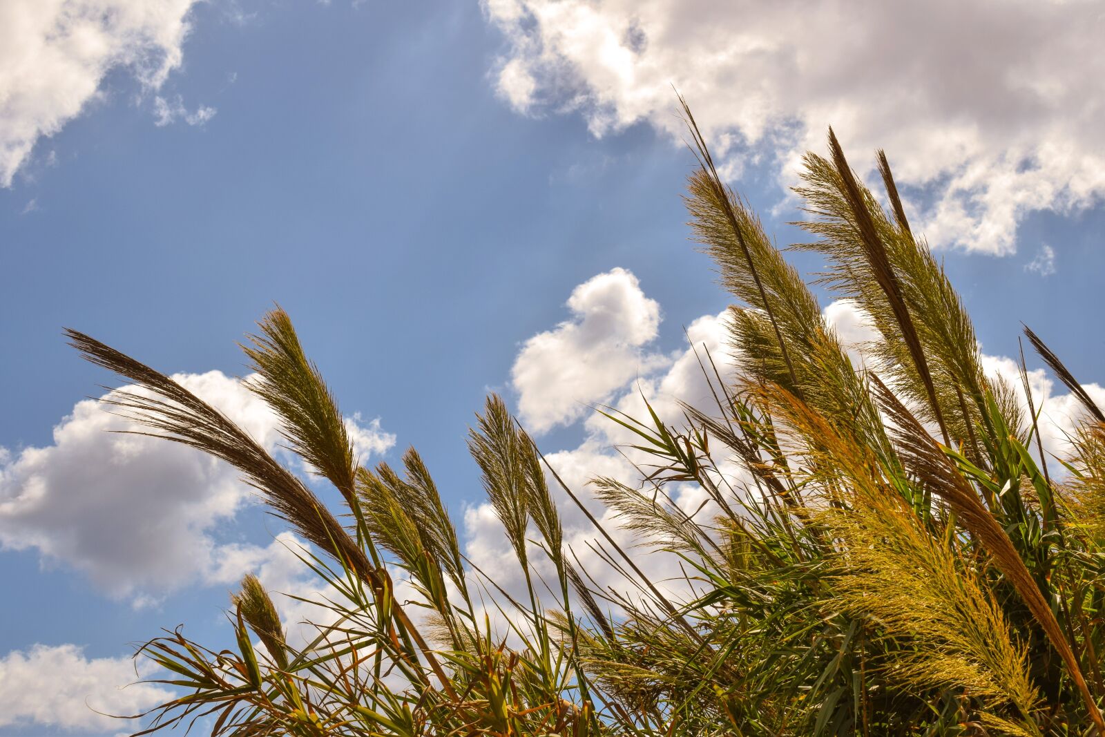 Nikon D3300 sample photo. Reeds, sky, clouds photography