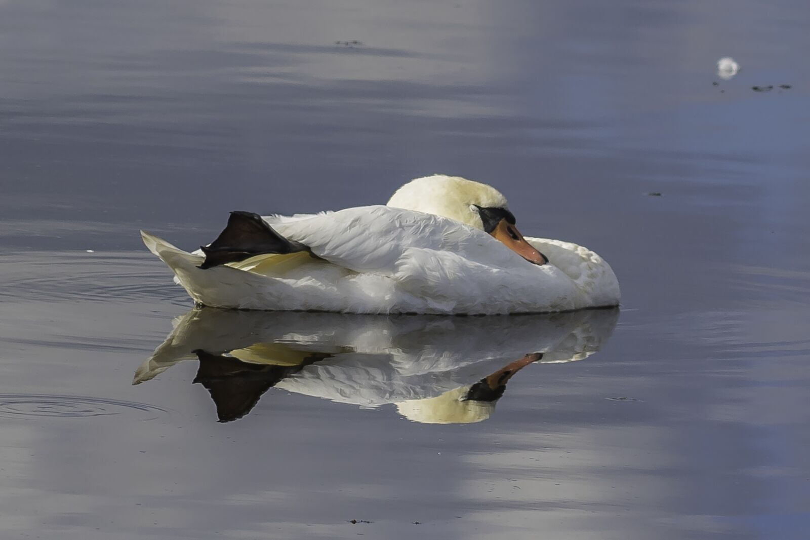 Canon EOS 7D Mark II sample photo. Swan, mute swan, sleep photography