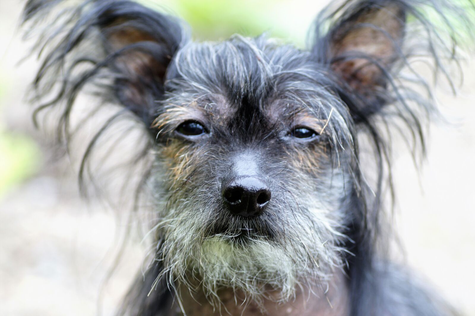Sony SLT-A58 sample photo. Chinese crested dog, hairless photography