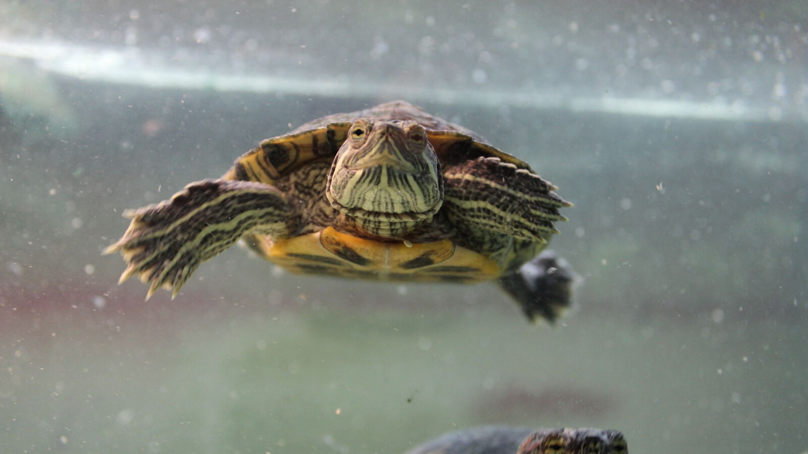 Canon EOS 600D (Rebel EOS T3i / EOS Kiss X5) sample photo. Aquatic, red, eared, slider photography
