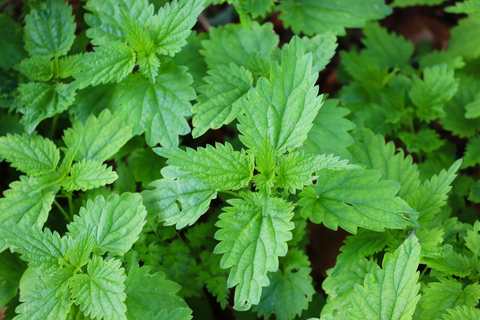 Canon EOS 200D (EOS Rebel SL2 / EOS Kiss X9) sample photo. Stinging nettles, urtica, leaves photography