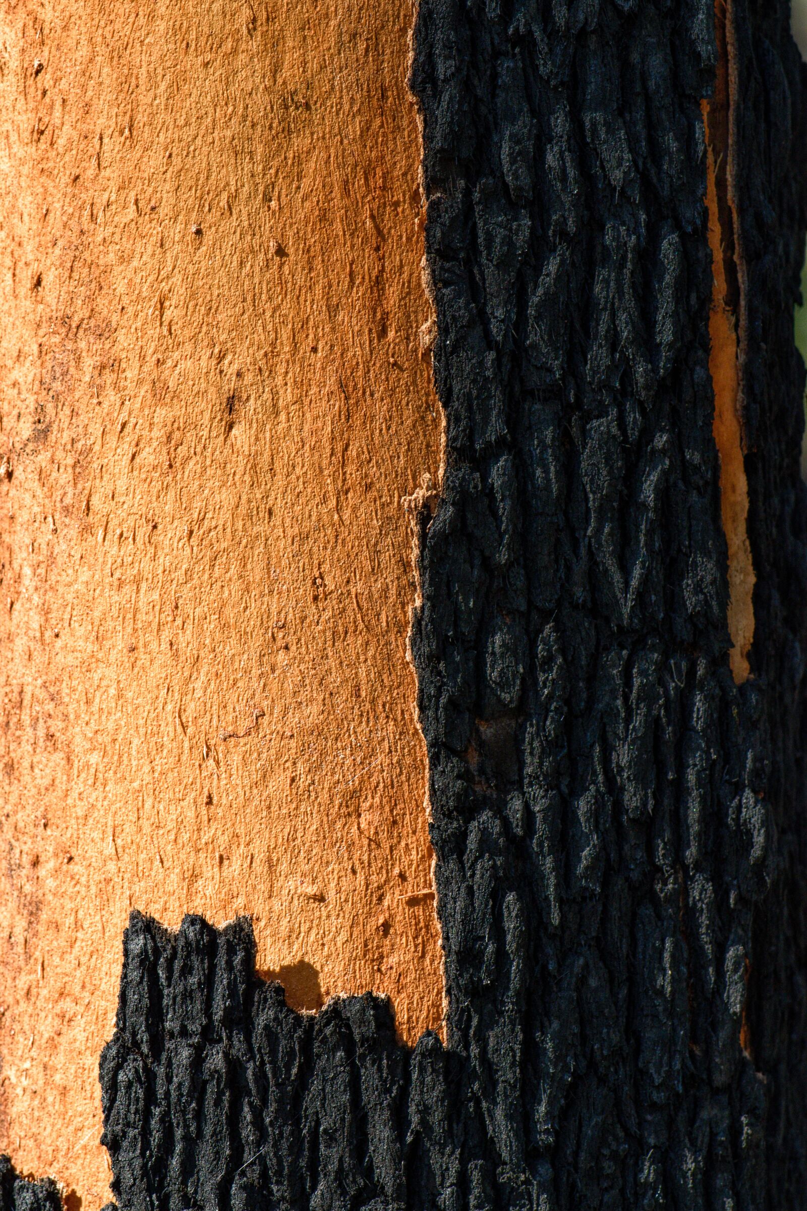 Nikon D3300 sample photo. Tree, trunk, burnt photography