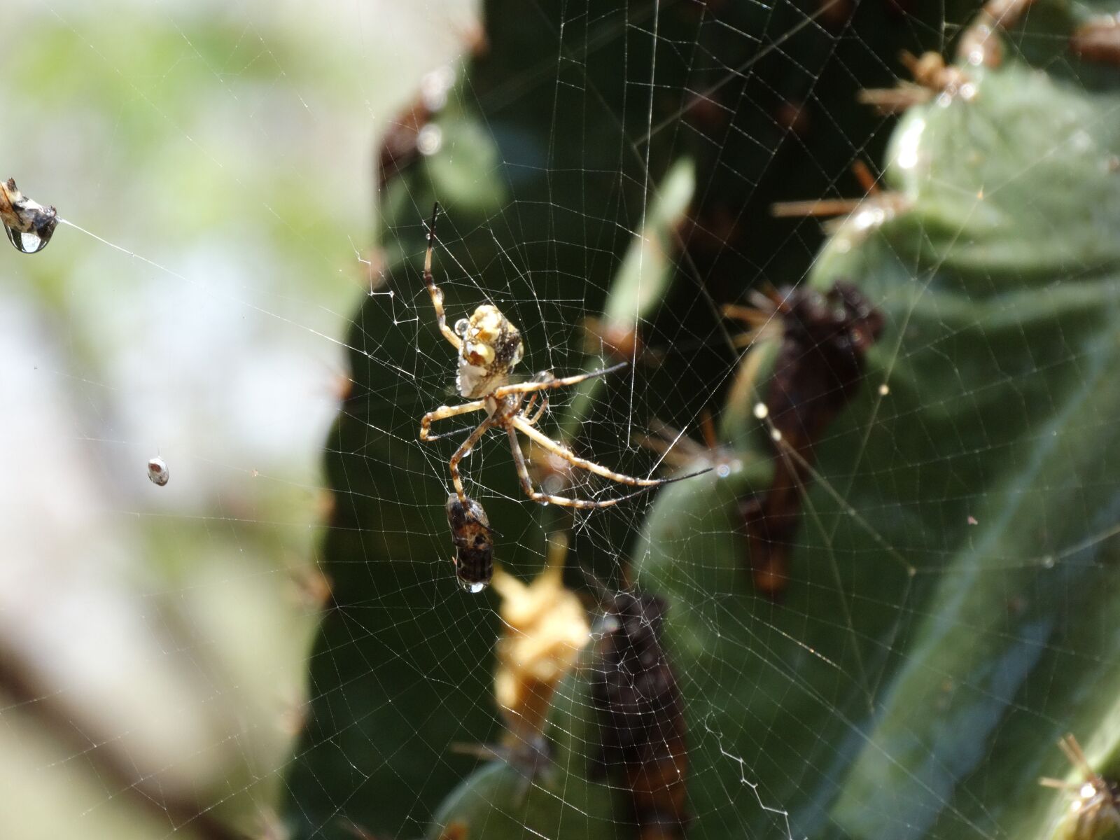 Sony Cyber-shot DSC-HX300 sample photo. Insect, spider, web photography