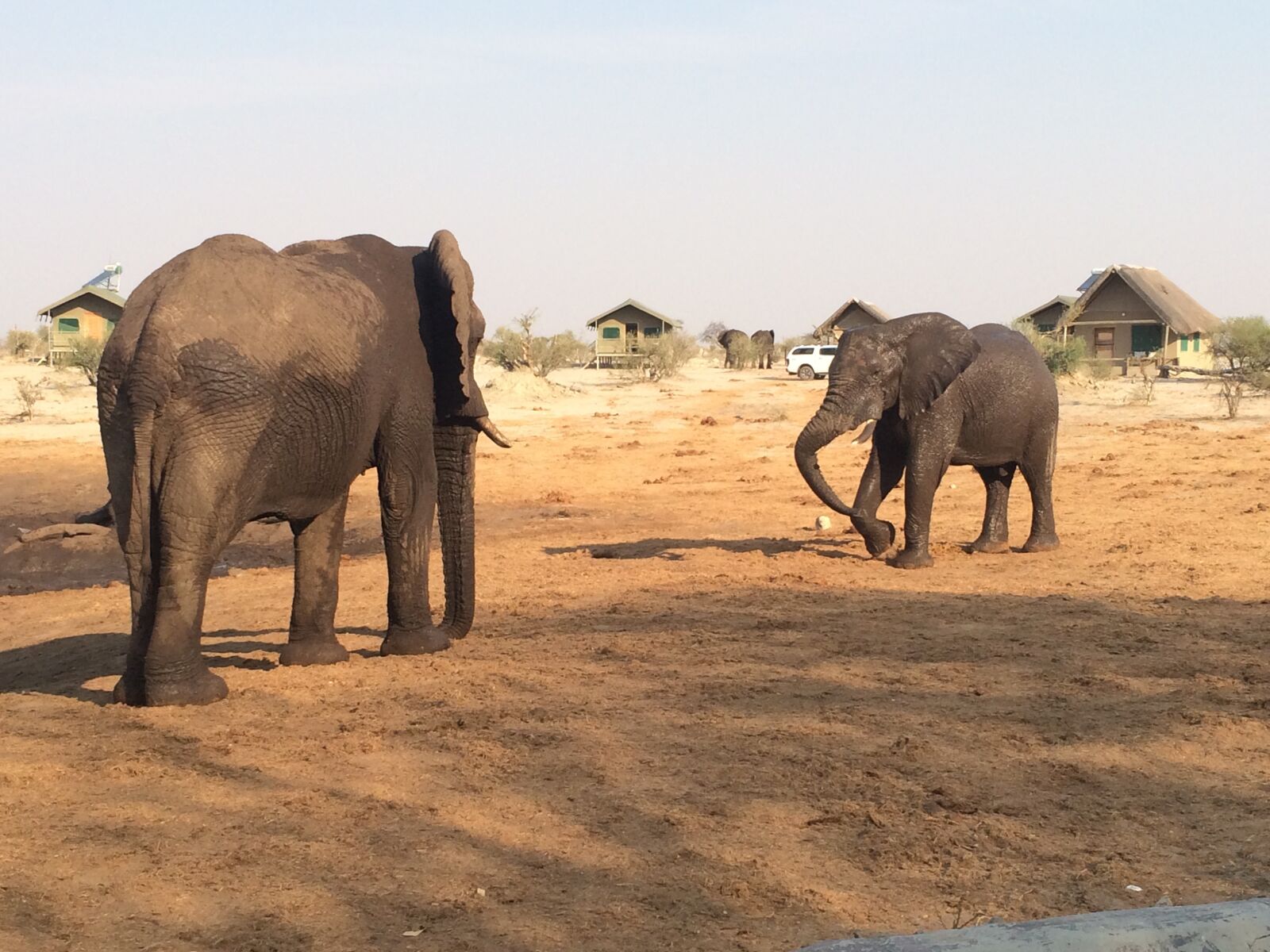 Apple iPhone 5s sample photo. Elephant, pachyderm, africa photography