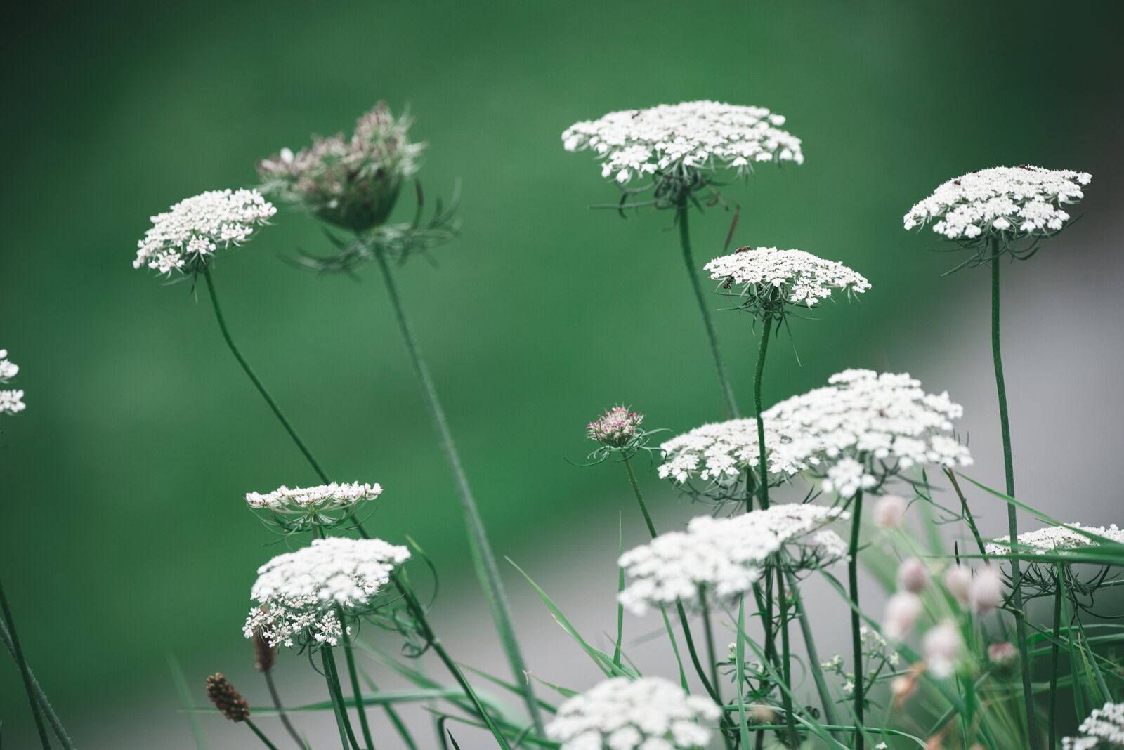 Nikon D750 sample photo. Wild carrot, flowers, white photography