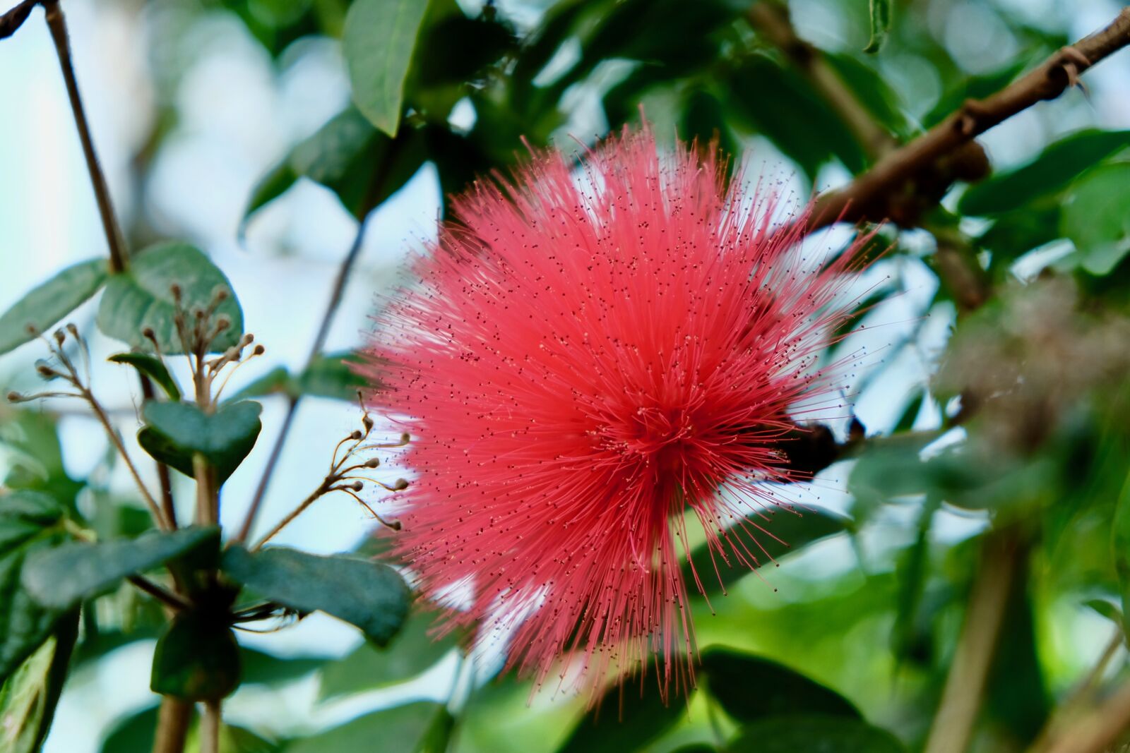 Fujifilm X-T10 sample photo. Sharp petals, flower, red photography