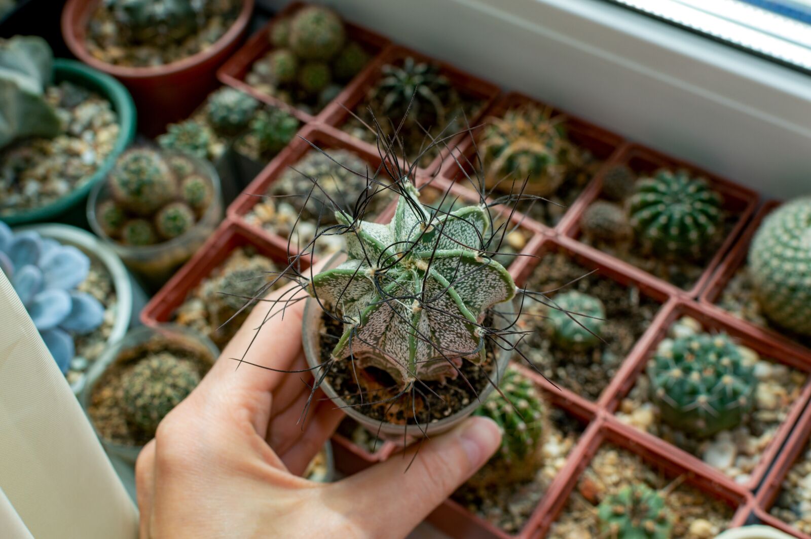 Nikon D3200 sample photo. Astrophytum, caterogy, cactus photography