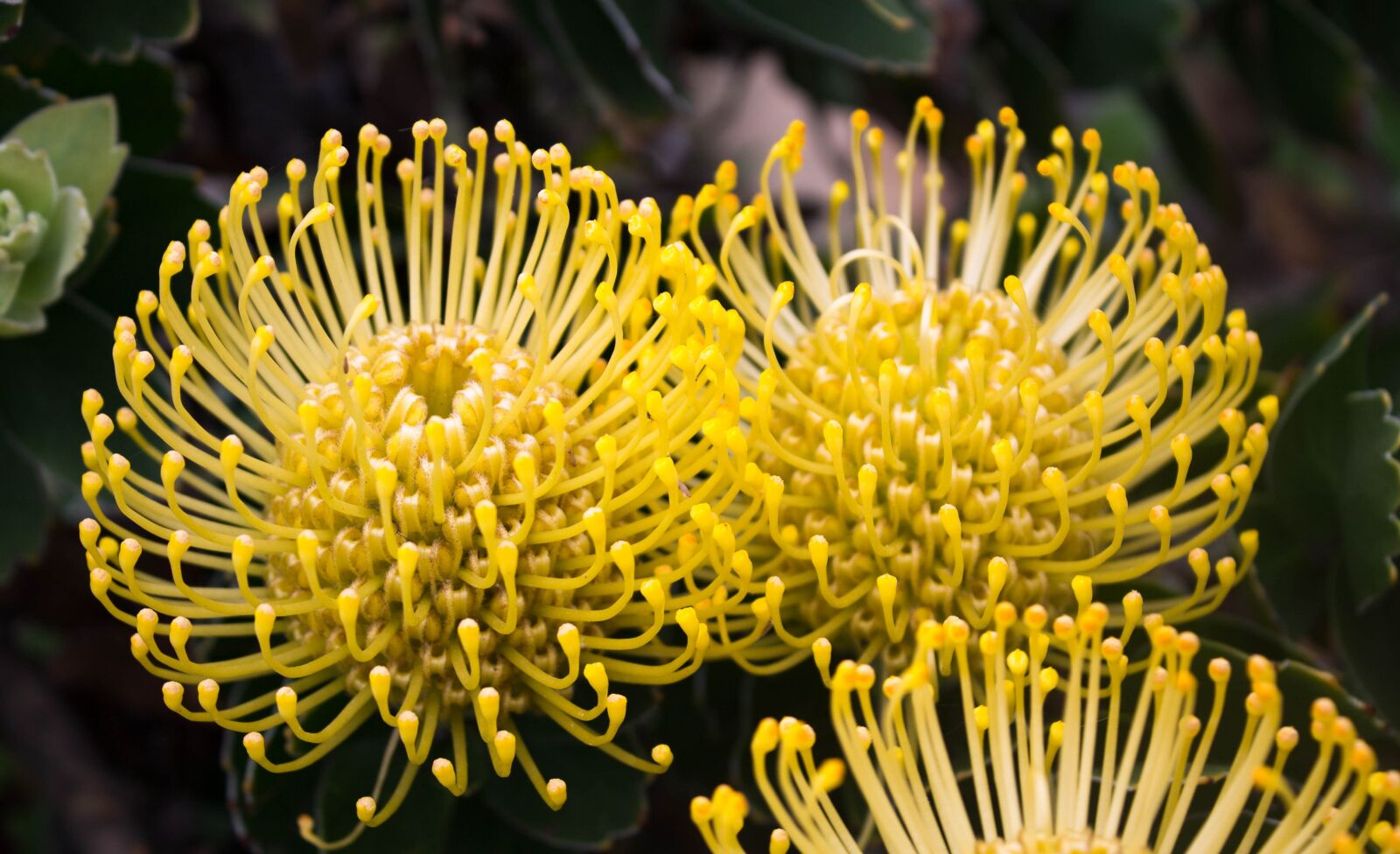 Canon EOS 1100D (EOS Rebel T3 / EOS Kiss X50) sample photo. Protea, flower, nature photography