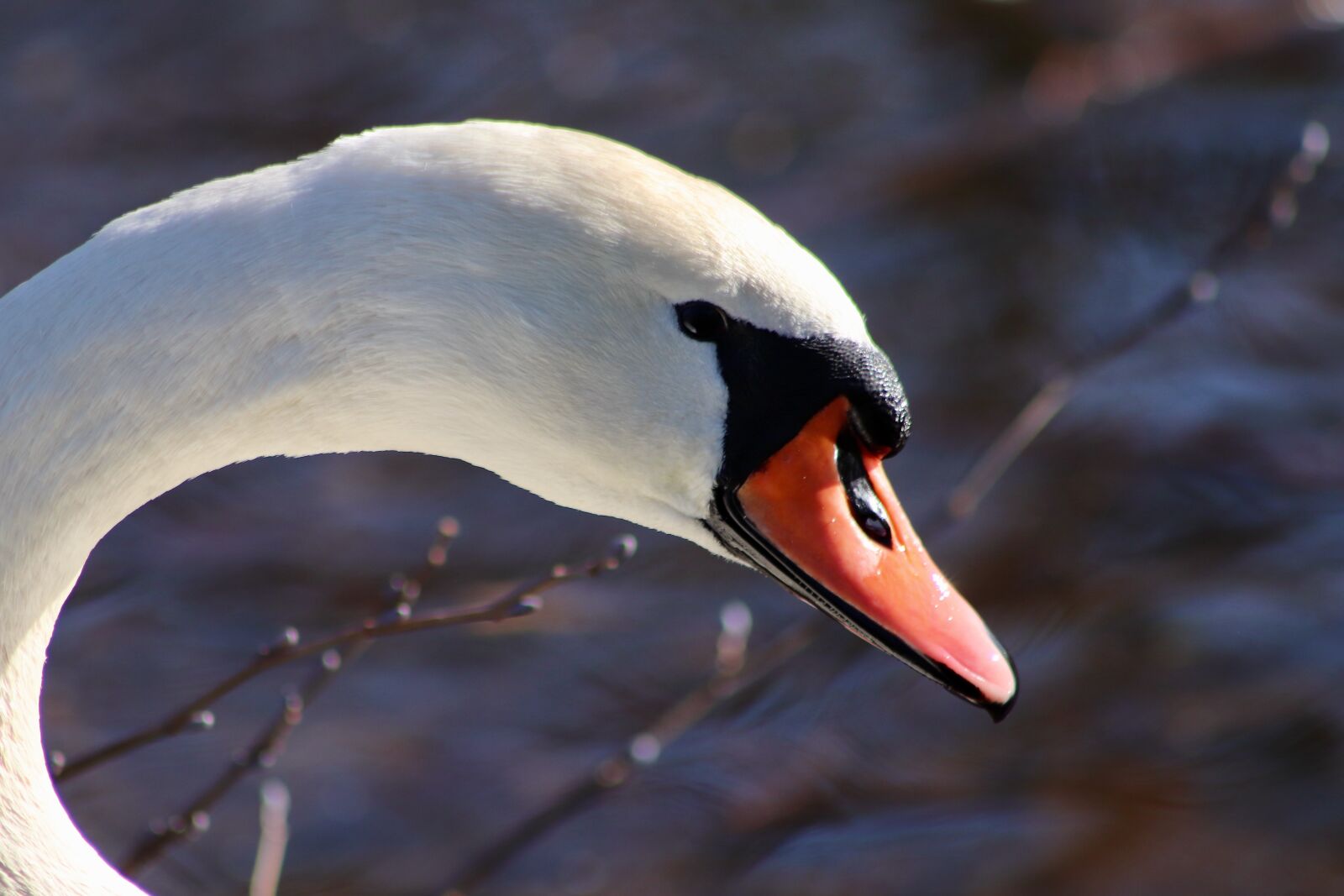 Canon EOS 77D (EOS 9000D / EOS 770D) sample photo. Swan, mute swan, bill photography