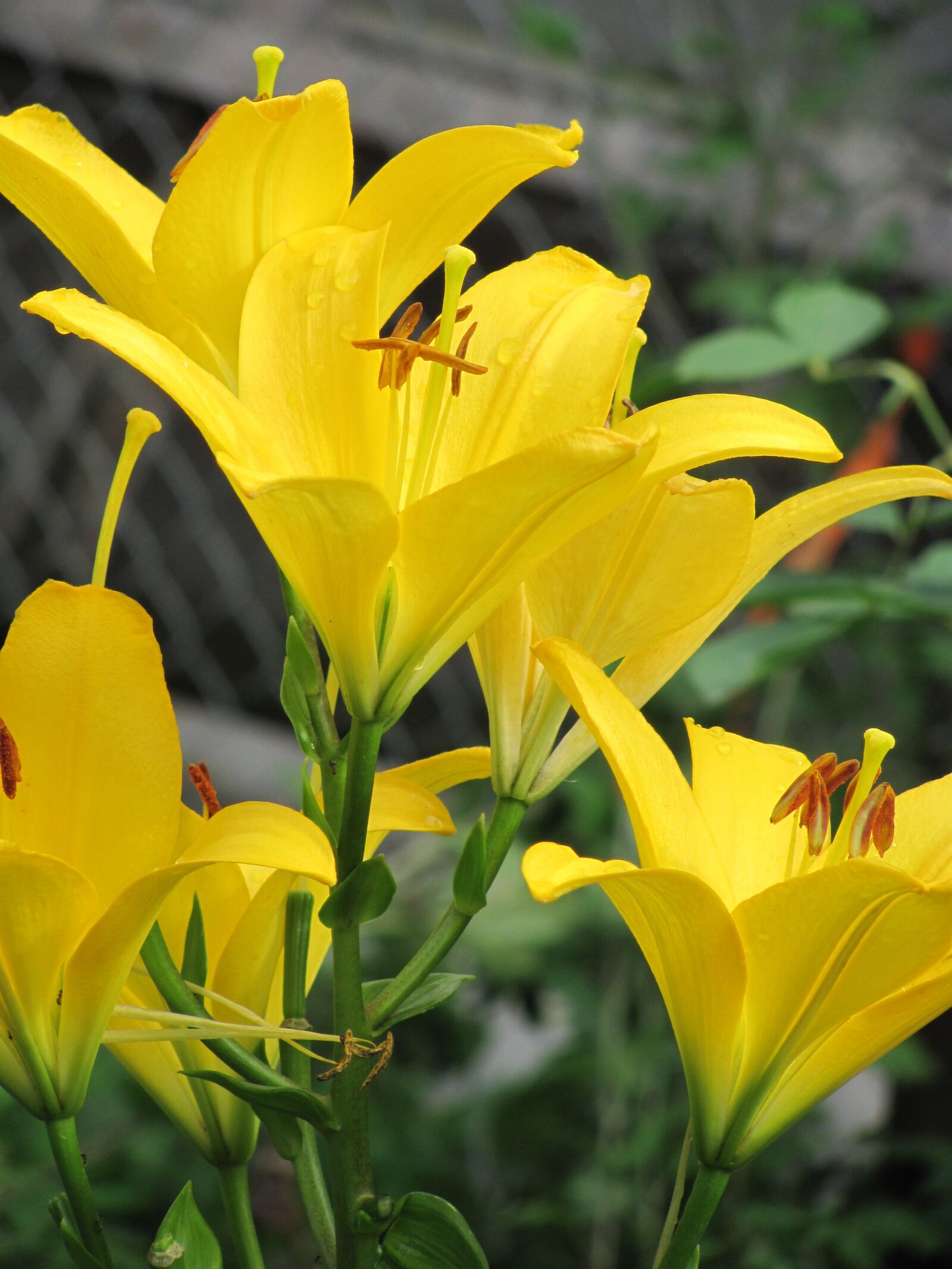 Canon PowerShot SX120 IS sample photo. Lily, yellow, flower photography