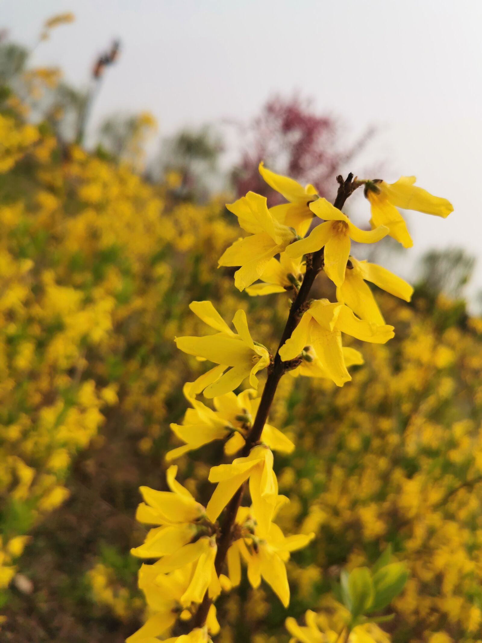 HUAWEI P30 Pro sample photo. Spring, forsythia, yellow photography