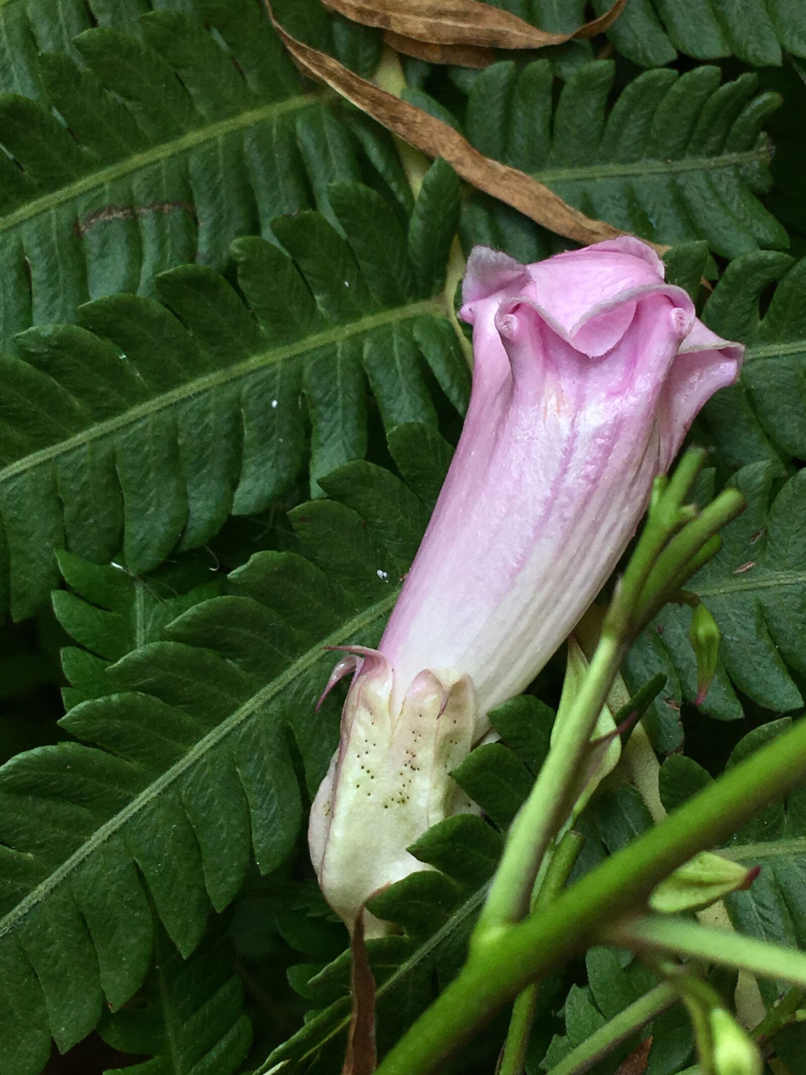 iPhone 6s Plus back camera 4.15mm f/2.2 sample photo. Pimpollo pink, pink petals photography